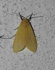 Pareuchaetes insulata