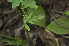 Botrychium lanceolatum