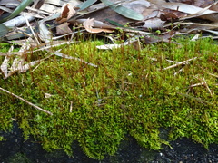 Bryophyta