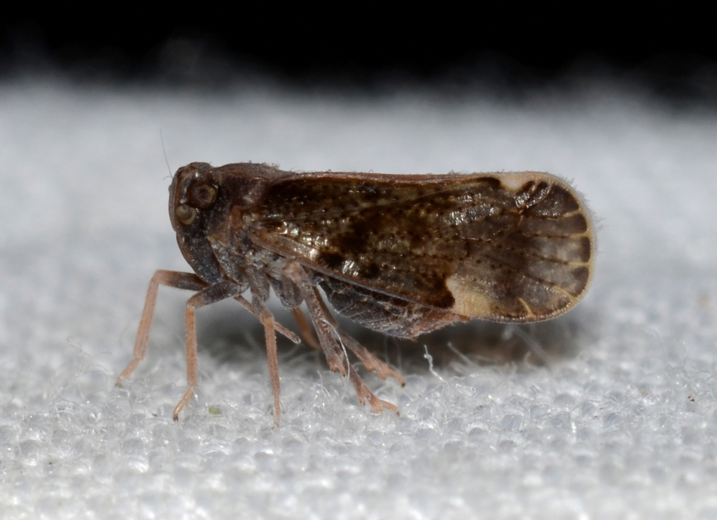 Monorachis sordulentus