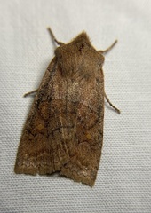 Eupsilia vinulenta
