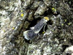 Ectoedemia similella