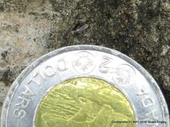 Ectoedemia similella