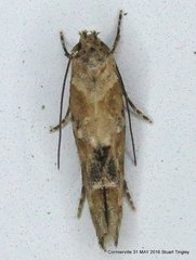 Mompha stellella