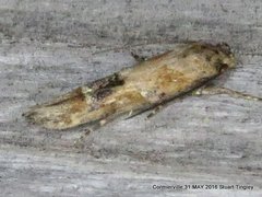 Mompha stellella