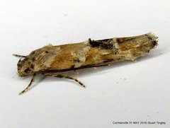 Mompha stellella