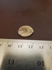 Crepidula maculosa