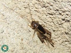 Teleogryllus