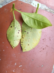 Chrysomphalus aonidum