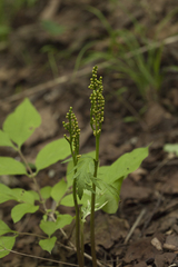 Botrychium lanceolatum