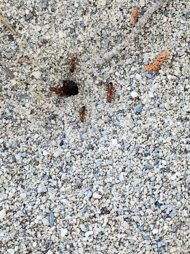Camponotus nylanderi