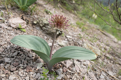 Allium karataviense, photograph (c) Morten Ross, some rights reserved (CC BY)