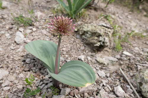 Allium karataviense, photograph 5