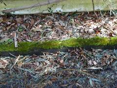 Bryophyta