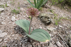 Allium karataviense, photograph (c) Morten Ross, some rights reserved (CC BY)