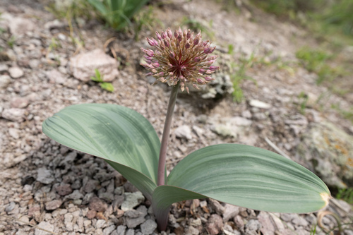 Allium karataviense, photograph 4