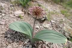 Allium karataviense, photograph (c) Morten Ross, some rights reserved (CC BY)