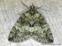 Hydriomena renunciata