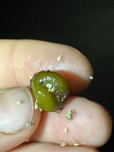 Colpomenia sinuosa observed 2026-04-26