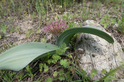 Allium karataviense, photograph 2