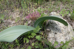 Allium karataviense, photograph (c) Morten Ross, some rights reserved (CC BY)