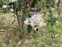 Bombus eximius