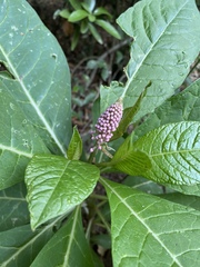 Phytolacca polyandra