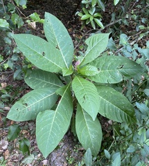 Phytolacca polyandra