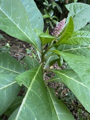 Phytolacca polyandra
