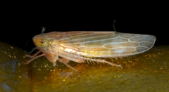 Graminella plana