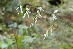 Anthoxanthum occidentale