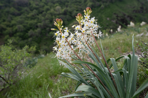 Eremurus lactiflorus, photograph 3