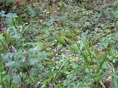 Anthoxanthum occidentale