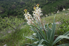 Eremurus lactiflorus, photograph (c) Morten Ross, some rights reserved (CC BY)