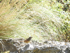 Phacellodomus striaticeps