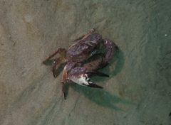 Nectocarcinus integrifrons