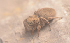 Habronattus borealis