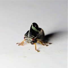Smilia fasciata