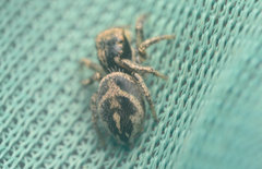 Habronattus borealis