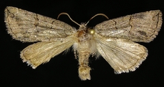 Ceranemota albertae