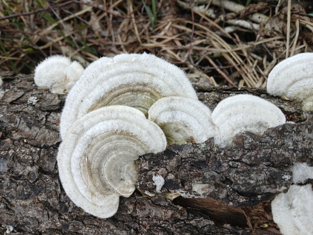 Trametes hirsuta · April 2026 · photo: © vasyliuk1 (iNaturalist, cc-by)