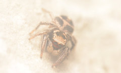 Habronattus borealis