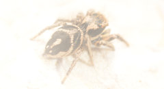 Habronattus borealis