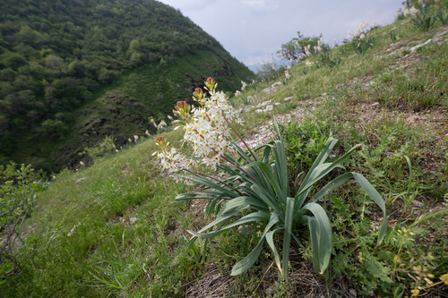 Eremurus lactiflorus, photograph 5