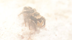 Habronattus borealis