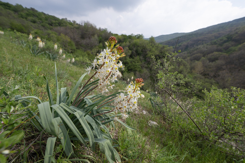 Eremurus lactiflorus, photograph 6