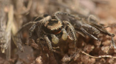 Habronattus borealis