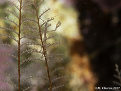 Caprella acanthifera