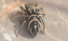 Habronattus borealis