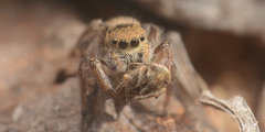 Habronattus borealis